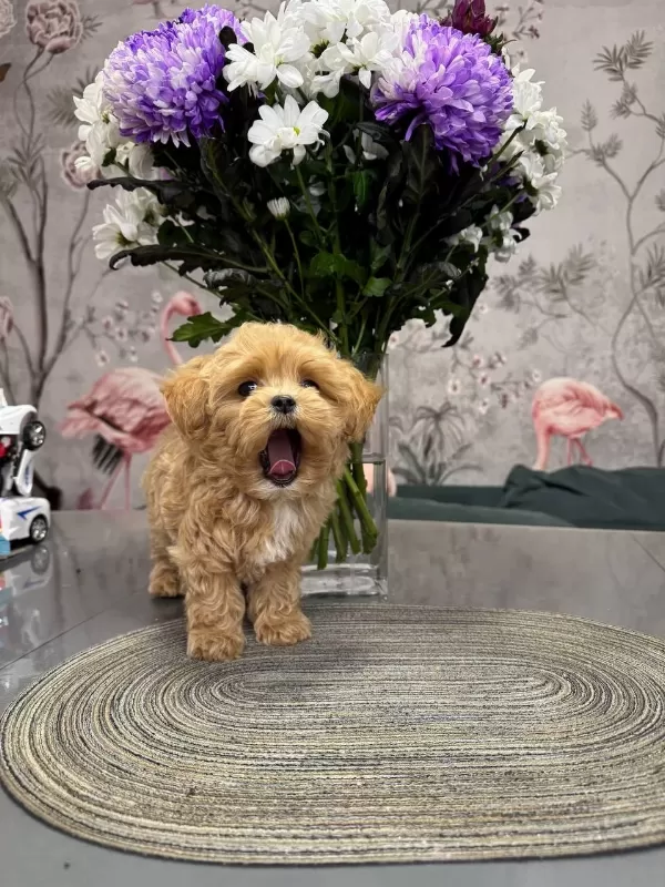 Kore Maltipoo Yavrular