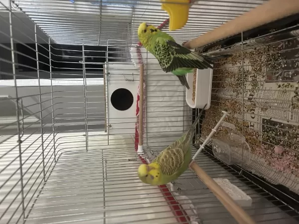 Sağlıklı Ve Birbirine Alışkın Muhabbet Kuşu Çifti