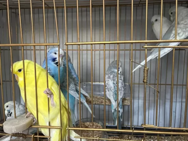 Jumbo Muhabbet Kuşu Yavruları Yeni Yeme Düşmüş