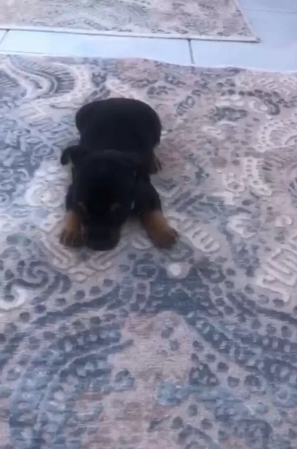 Pinscher Yavrular İrk Sağlık Garantili
