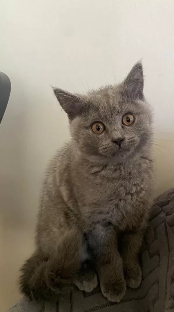Orjinal British Shorthair Yavrular
