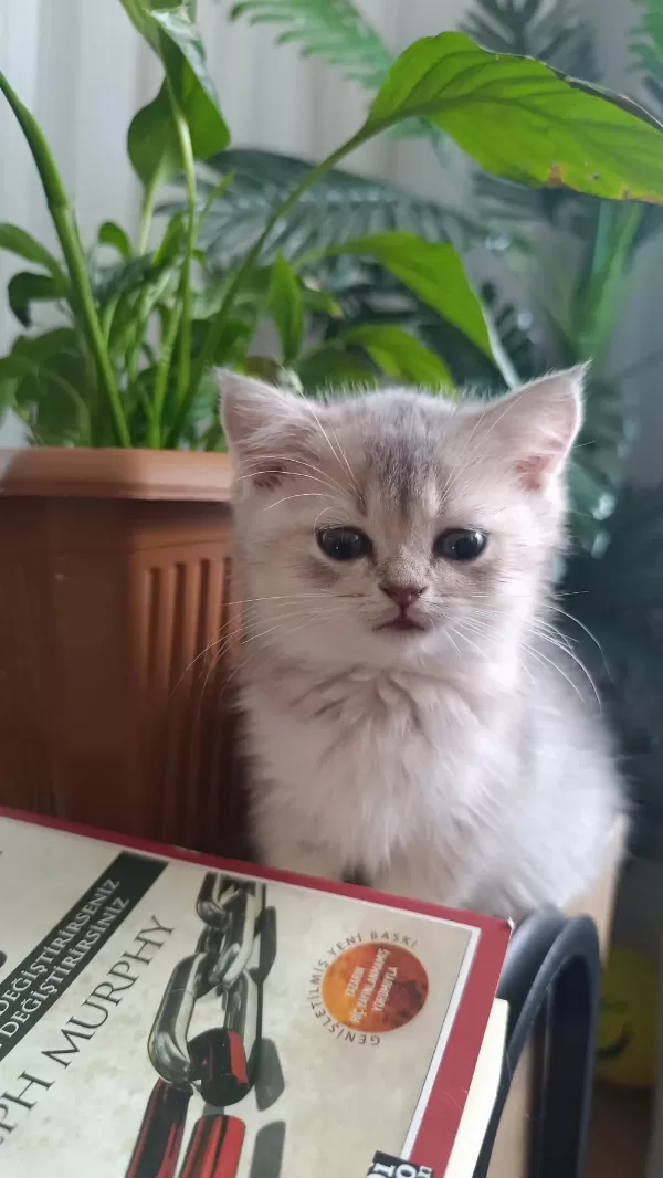 British Longhair Yavrularımız