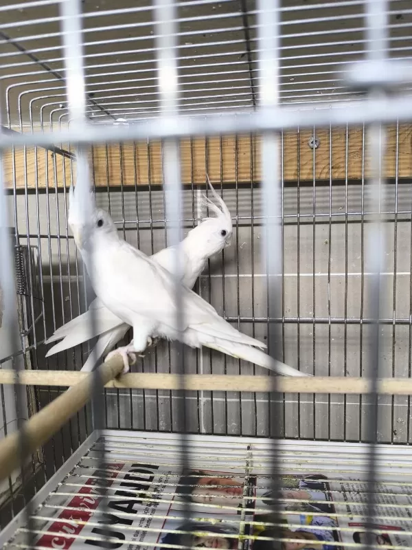 Albino Takım Sultan Papağanı