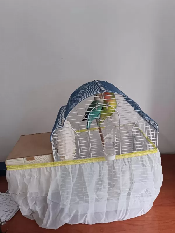 Takım Sevda Papağanı