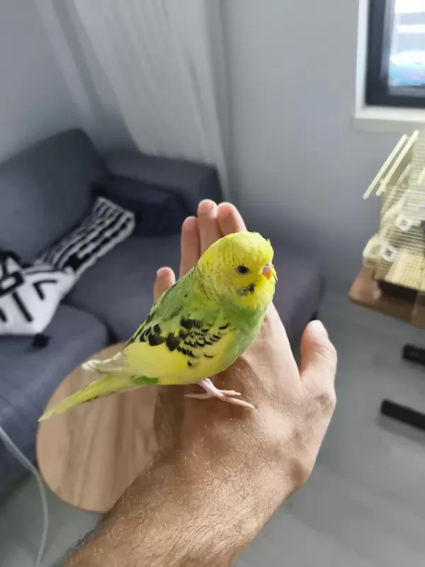 Dişi Jumbo Kırması Yavru Muhabbet Kuşu