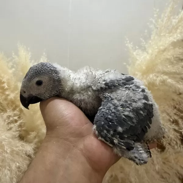 Harika Bebek Jako Papağani