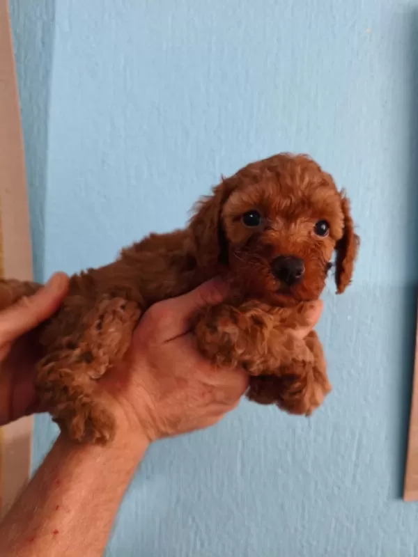 Red Toy Poodle Yavrular İzmir Elden Teslim