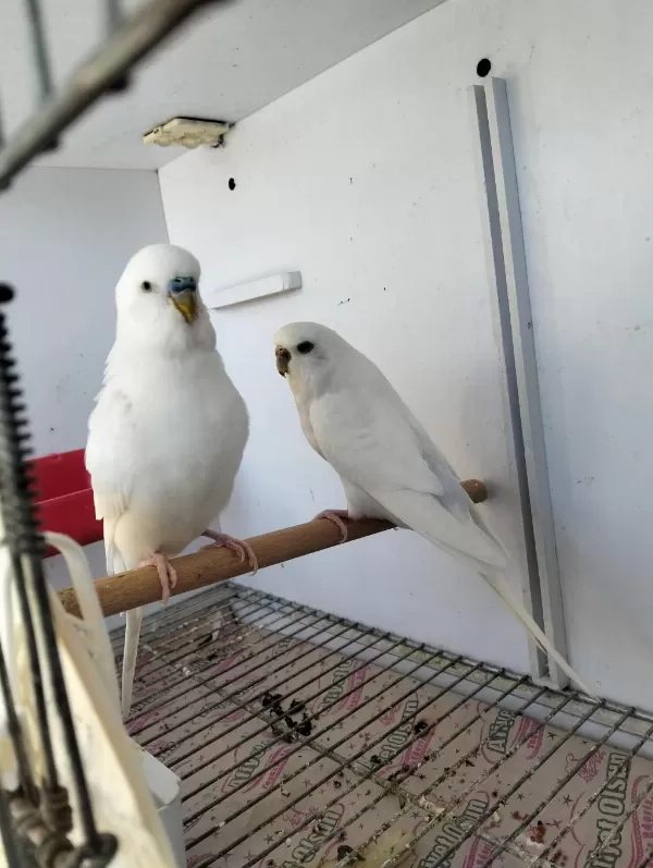 Hazır Eş Eke Albino Takım Muhabbet Kuşu