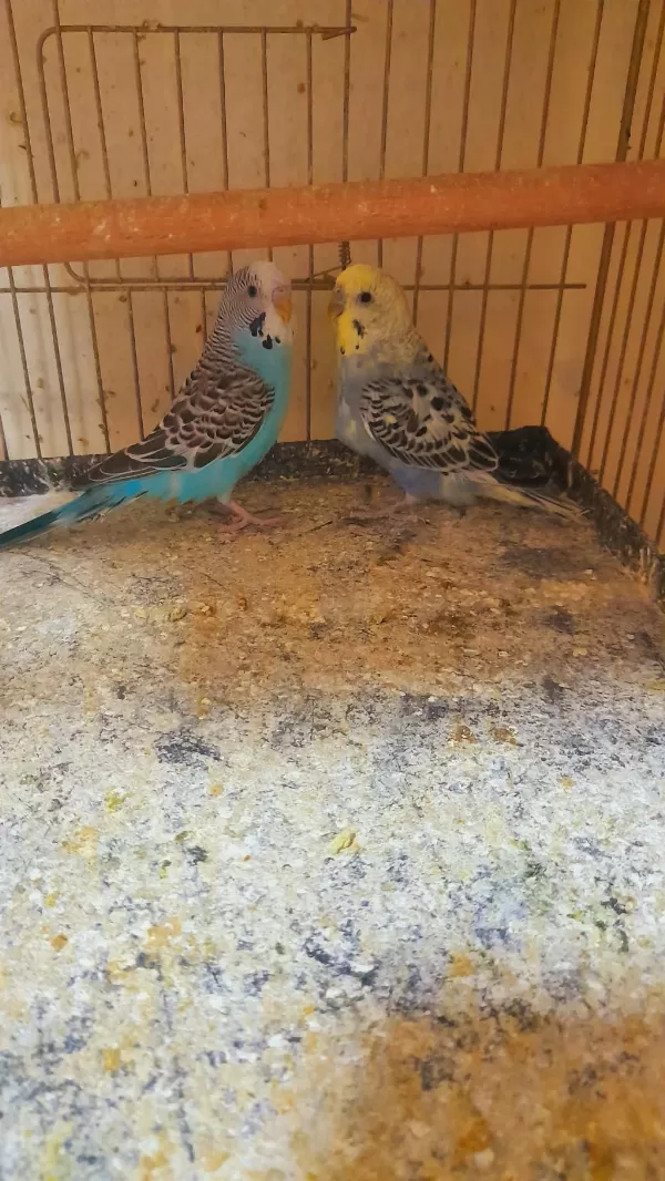 Bir Takim Muhabbet Kuşu Hazir Eş