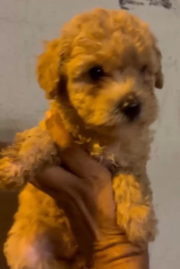 Orijinal Maltipoo Yavrularımız İrk Sağlık Garantili