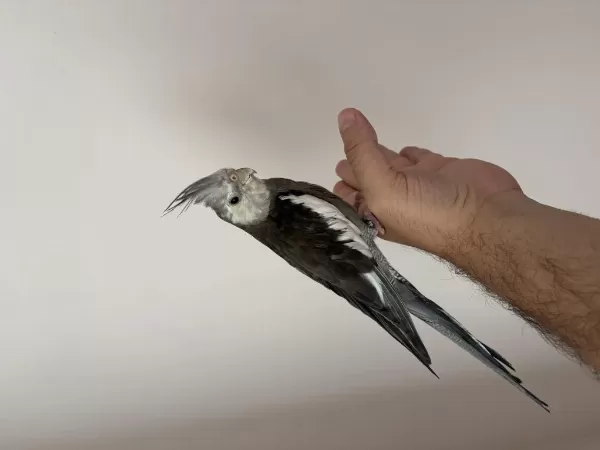 Erkek White Face Sultan Papağanı 5 Aylık