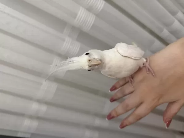 Albino Sultan Papağını