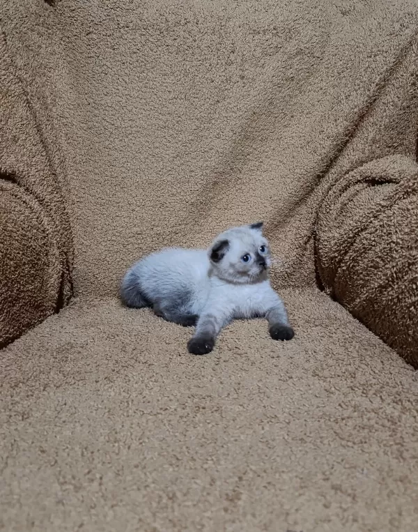 Scottish Fold Shorthair Çikolata Point