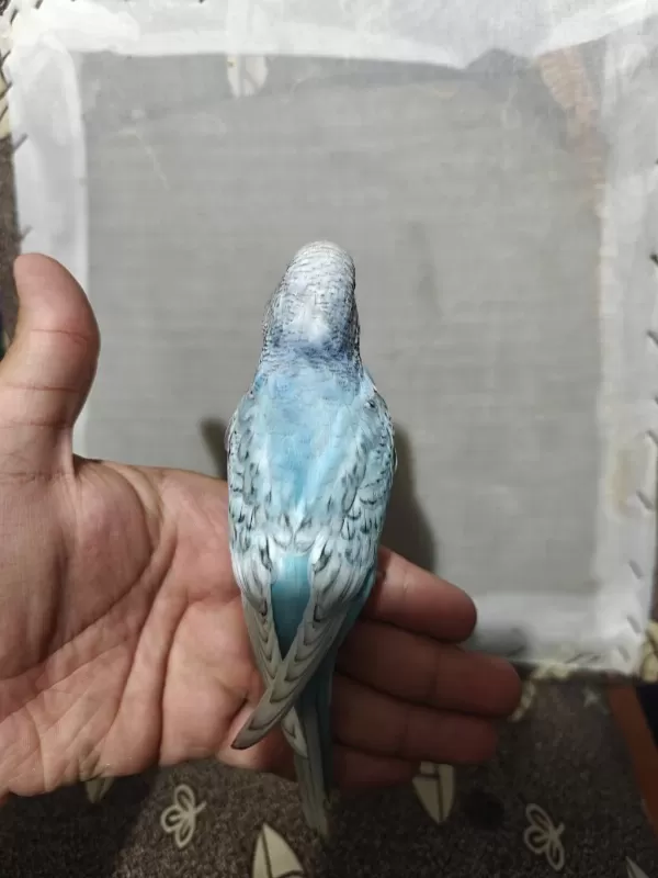 Ele Alişkin Yeme Düşmüş 1 Aylık Yavru Muhabbet