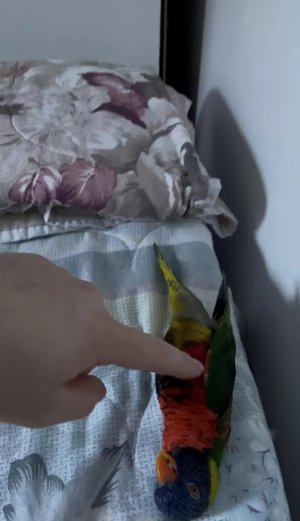 Konuşan Full Evcil Lori Böylesi Yok