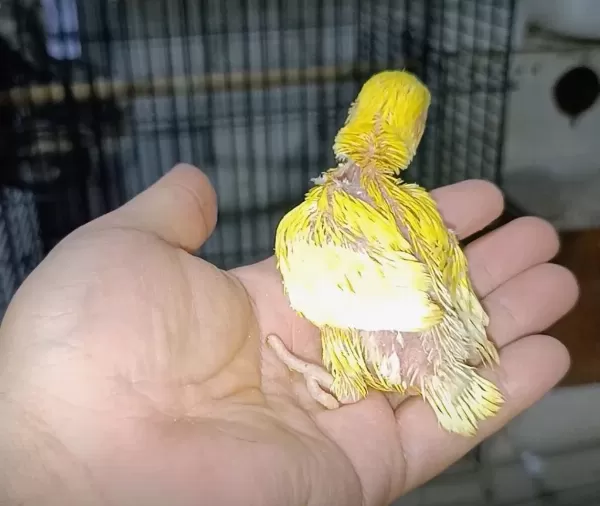 El Besleme Kırmızı Göz Mutasyon Sevda Papağanı