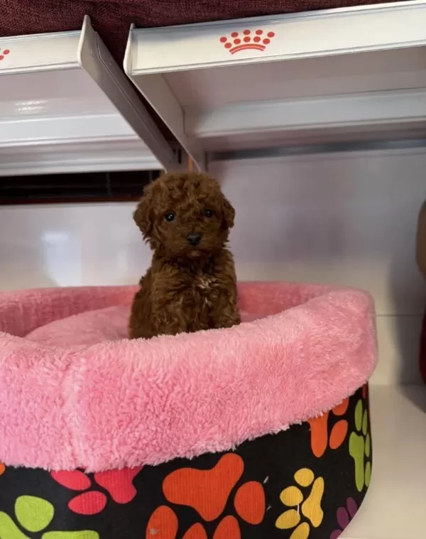Toy Poodle Babyface Yavrularımız