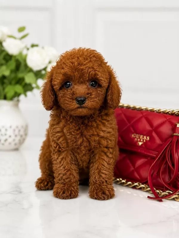 Red Brown Minyatür Toy Poodle Yavrular