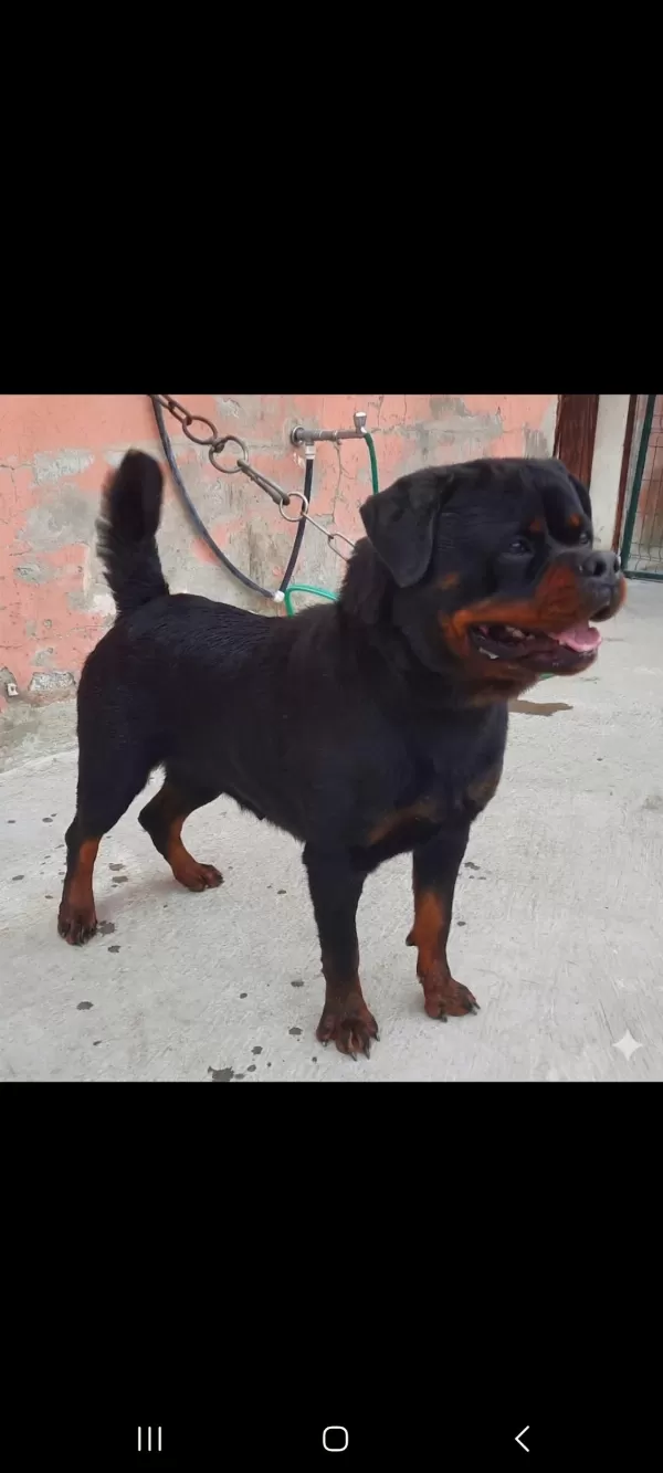 A Şecereli Üretim İzinli Yetişkin Dişi Rottweiler