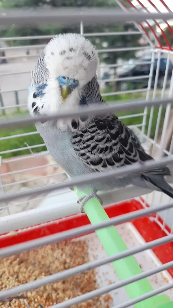 Ele Kola Alışkın Erkek Jumbo Muhabbet Kuşu