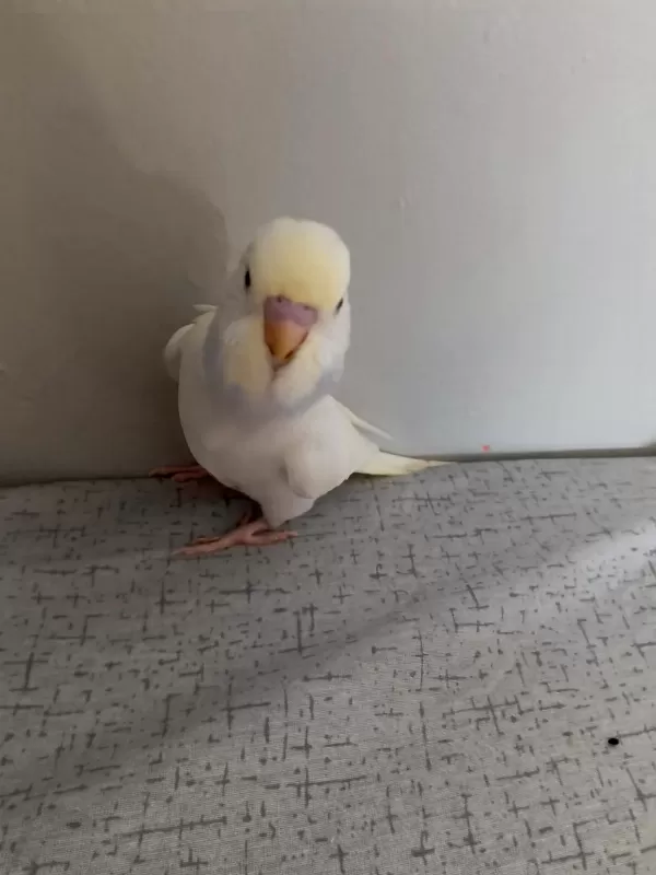 Ele Alişik Sağlikli Yavru 2 Adet Muhabbet Kuşu