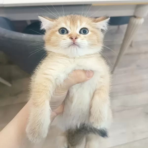 British Golden Erkek