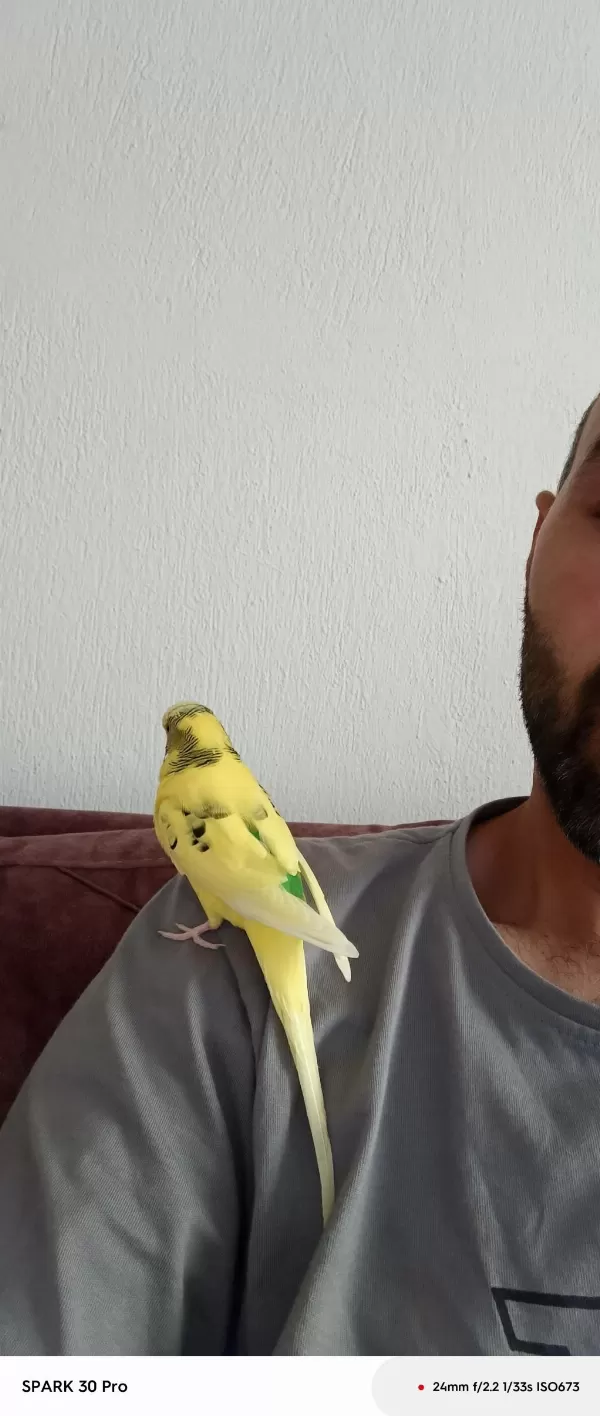 Konuşan Muhabbet Kuşu Limon