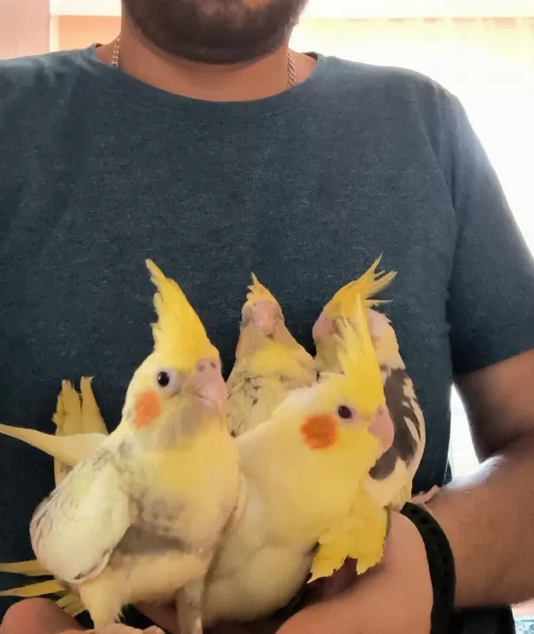 Bebek Alışkın Sultan Papağanları
