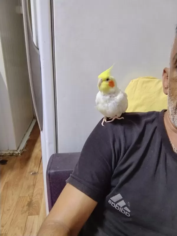Dişi Lutino Sultan Papağanı