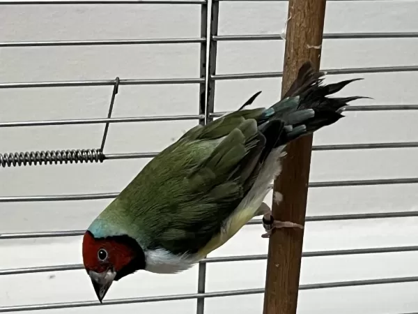 Yavru Vermiş Hazır Gökkuşağı İspinozları