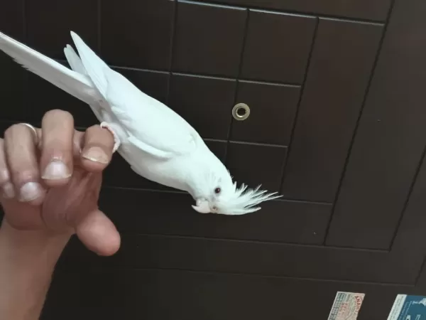 2 Aylık Sultan Papağanı