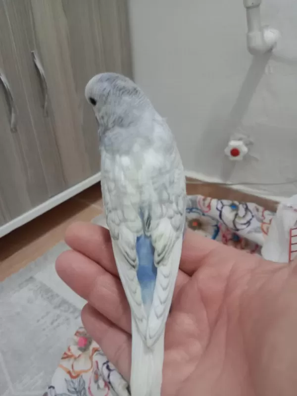 Sağlıklı Jumbo Yavrum