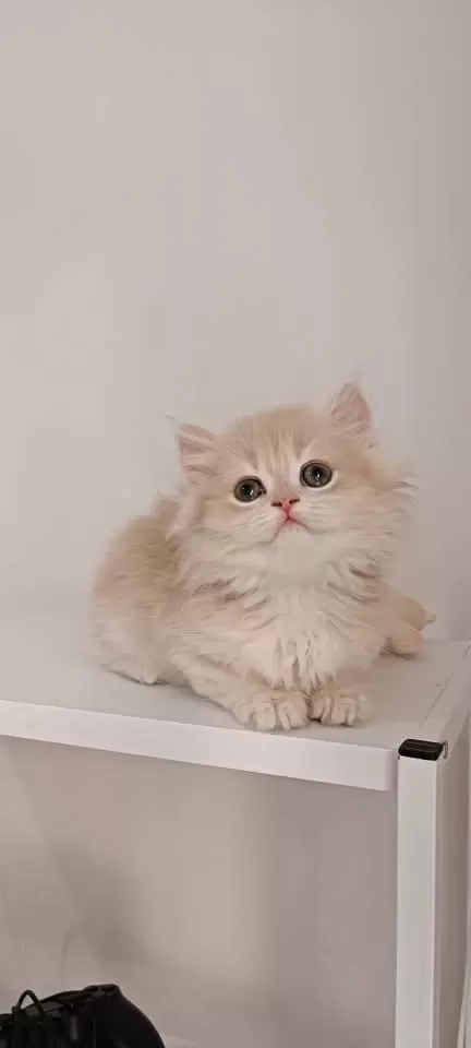 Özel Renk Chocolate Golden British Longhair