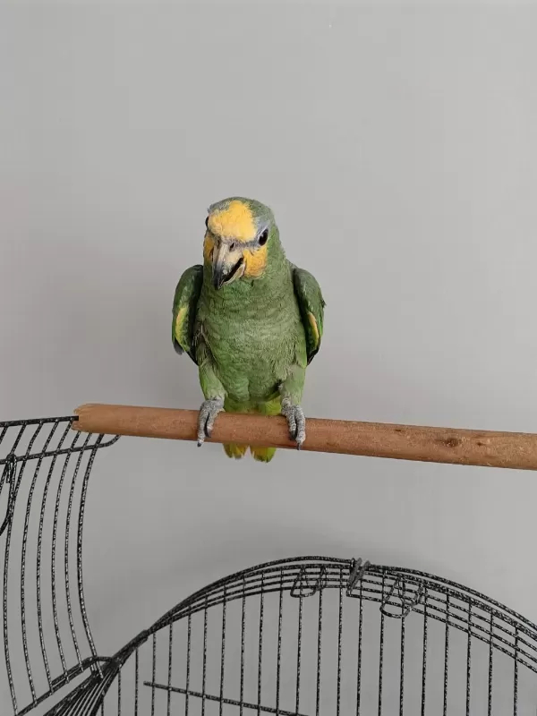 Yavru Amazon Papağanı Sarı Alın