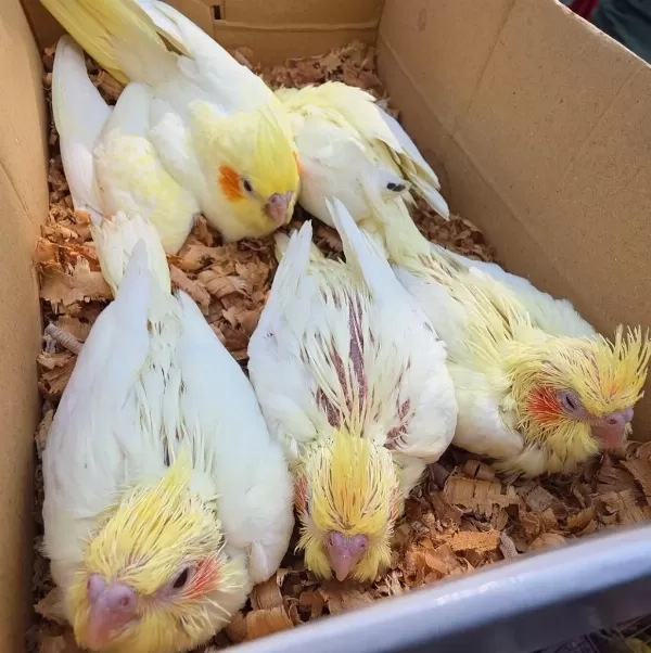 En İyilerini Üretiyoruz İsirma Yok Üst Kalite Jumbo Sultan