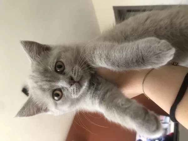 2 Aylık Safkan British Shorthair Yavrular