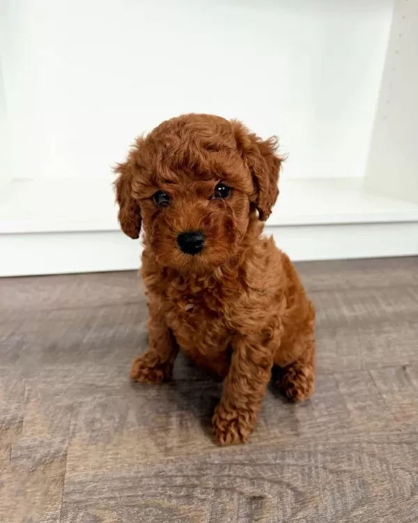 Toy Poodle Tadında Maltipoo Yavrumuz