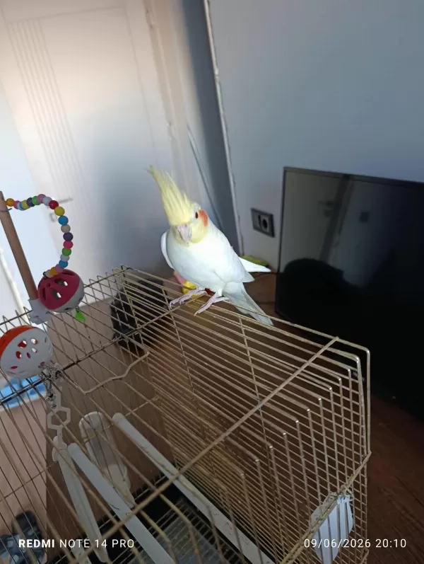 Sultan Papağanı 11 Aylık