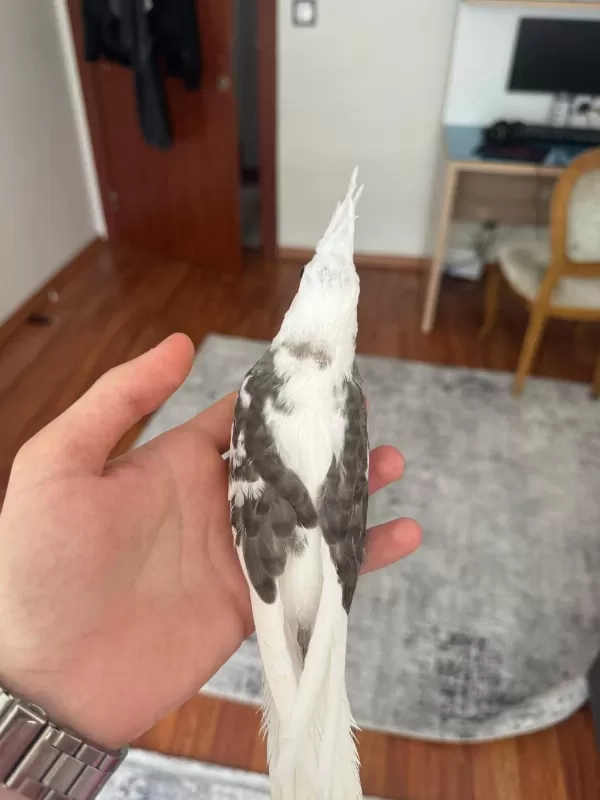2 Aylık Fw Sultan Papağanı