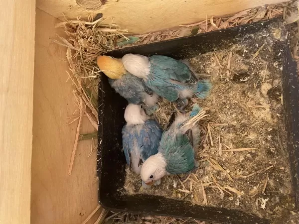 Cennet Papağani Yavru (üst Mutasyon)