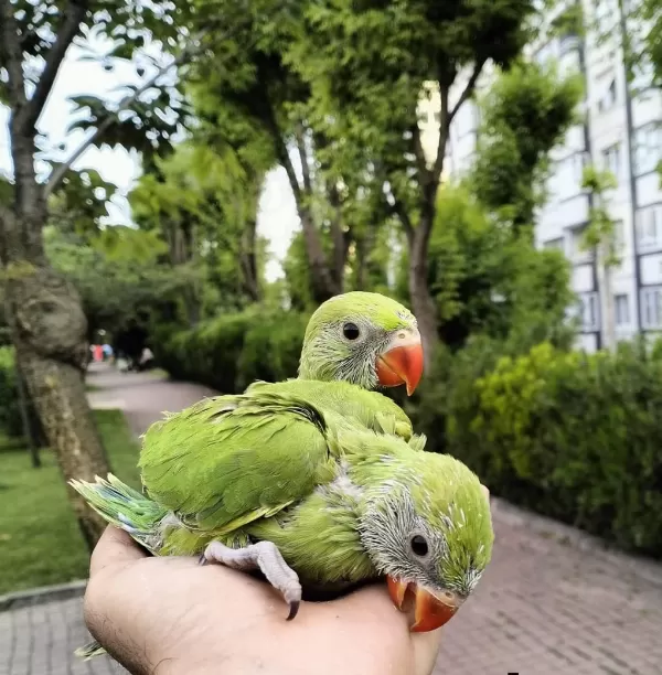 El Besleme Pakistan Papağanlar