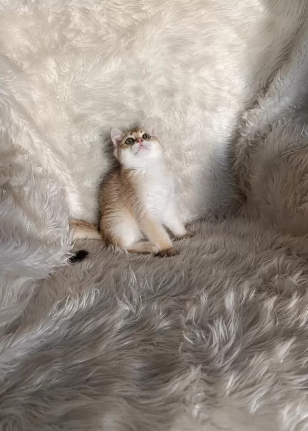 British Shorthair Golden Oğlumuz