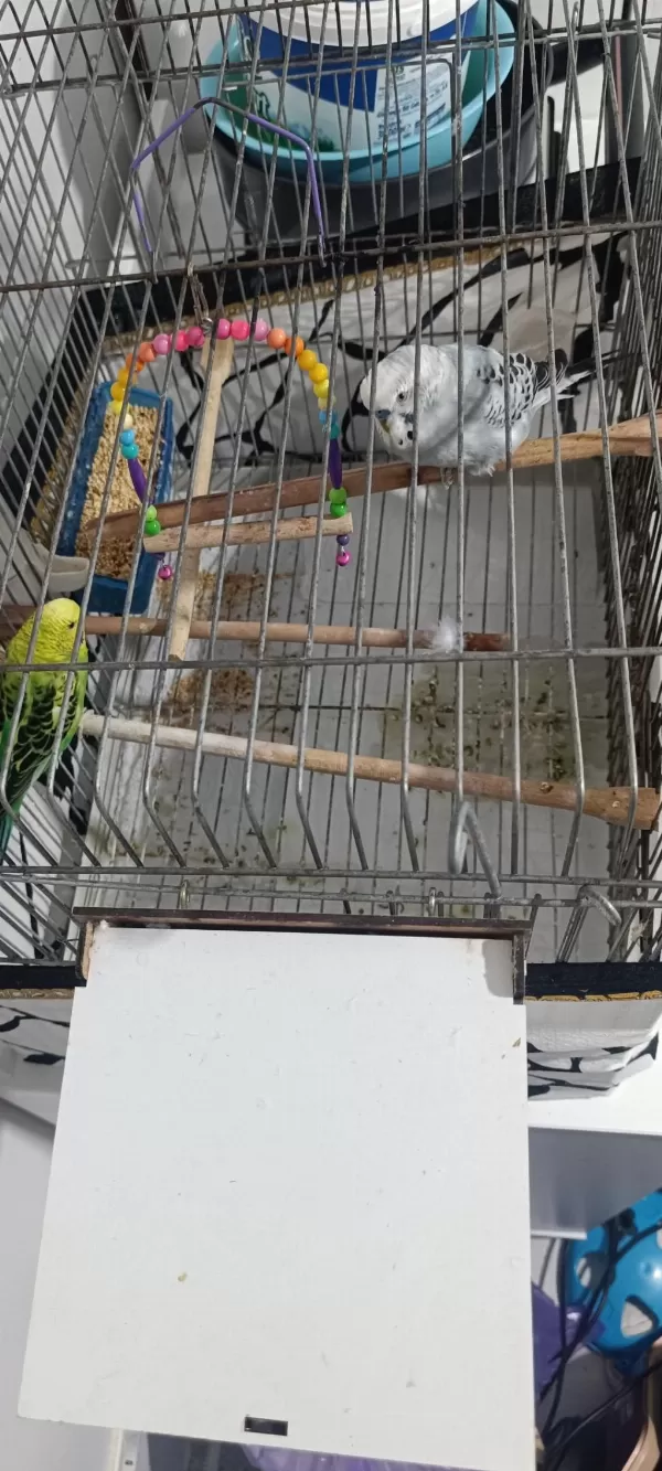 1 Çift Muhabbet Kuşu