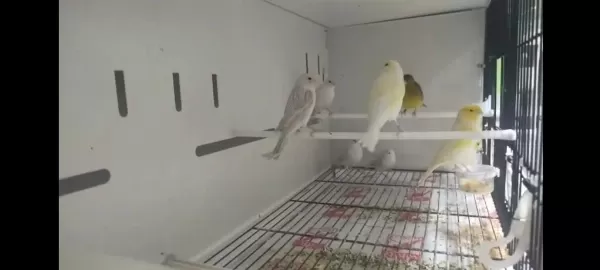 Sarı Mozaik Kanaryamız