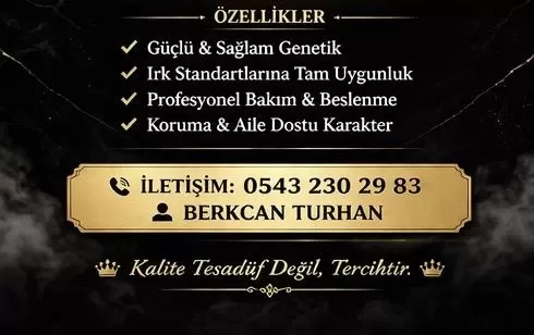 Safkan Şecereli Alman Kurdu Yavrular