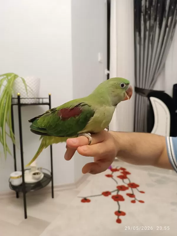 Acil Özel İsteyene Alexander