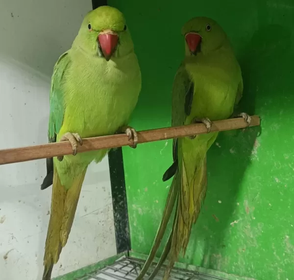 Kapalı Bilezik Pakistan Papağanlar