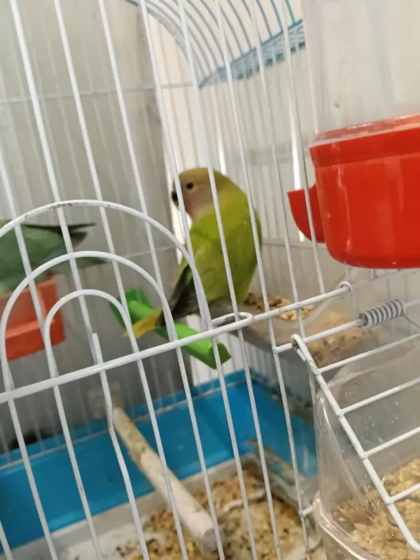 Çok Güzel Sevda Papağanlar