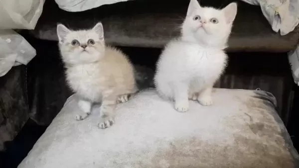 British Shorthair Erkek Yavrular