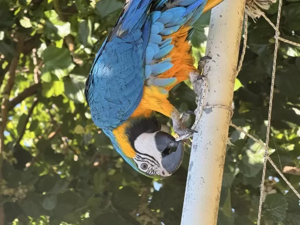 Sahibinden Macaw 8 Aylık